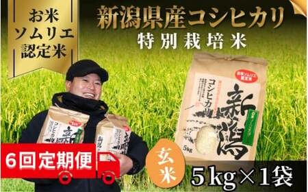 [令和6年産新米][6回定期便]令和6年度産新米[お米のソムリエのお米]特別栽培米コシヒカリ 玄米 5kg(5kg×1袋)[2024年10月上旬以降順次発送] エバーグリーン農場