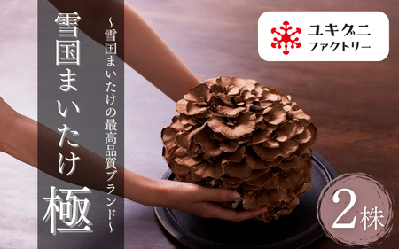まいたけ 極 2株 五泉市 ユキグニファクトリー株式会社|まいたけ まいたけ まいたけ まいたけ まいたけ