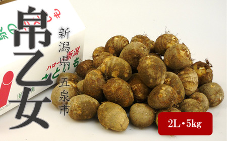 さといも「帛乙女(きぬおとめ)」 2L・5kg 五泉ブランド野菜 里芋 サトイモ 贈答用 新潟県 五泉園芸組織連絡協議会 |五泉市 サトイモサトイモ