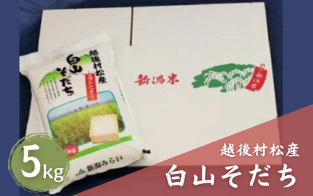 [令和7年産]五泉産コシヒカリ「白山そだち」5kg 新潟かがやき農業協同組合 新潟県 |五泉市 コシヒカリ