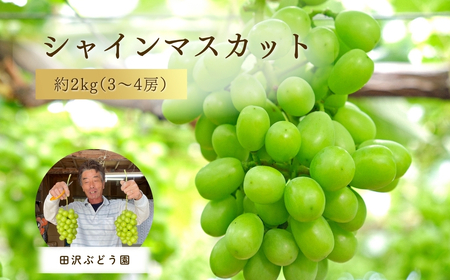 [先行予約・数量限定]大粒シャインマスカット 約 2kg(3〜4房) 田沢ぶどう園 新潟県 五泉市 (2025年9月末以降順次発送)シャインマスカットシャインマスカットシャインマスカットシャインマスカットシャインマスカット