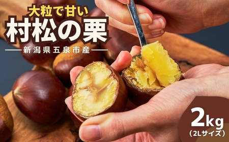 栗 先行予約 越後村松の栗(2Lサイズ 2kg)新潟県 五泉市 村松特産振興協議会栗部会(2025年10月下旬発送予定)栗 栗 栗 栗