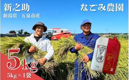 [令和7年産米] なごみ農園の新之助5kg (5kg×1袋) 新潟県 五泉市 なごみ農園