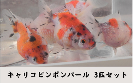 [ 先行予約 ] 金魚 キャリコピンポンパール 3匹セット | 新潟県