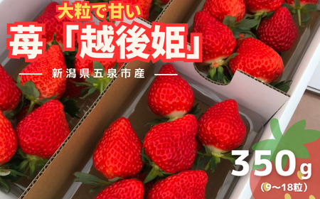 [先行予約(2026年2月下旬以降順次発送)]数量限定 越後姫 苺 いちご 1パック 350g (9〜18粒) | イチゴ フルーツ 果物 プレゼント ギフト お取り寄せ 贈答 新潟県 五泉市 農園 小嶋屋