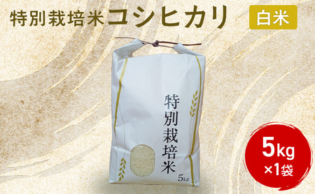 米 特別栽培米 コシヒカリ ( 白米 ) 5kg×1袋 こしひかり お米 コメ