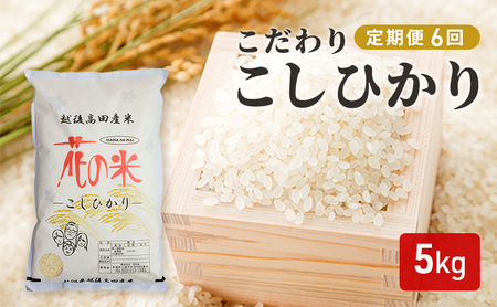 定期便 6ヶ月 [花の米]毎月お届け!6ヶ月分 こだわり こしひかり 白米 5kg 米 お米 コメ コシヒカリ 6回 新潟 新潟県上越市