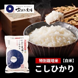 米[令和6年産] 新潟県上越産 特別栽培米 コシヒカリ [白米] 5kg×1袋 お米 こめ 白米 こしひかり