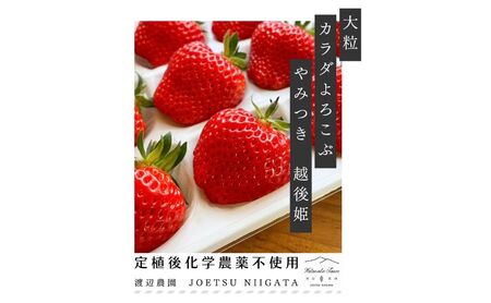 いちご 大粒 カラダよろこぶ やみつき 越後姫 約400g×1パック (9〜15粒入り) イチゴ 苺 上越市 新潟