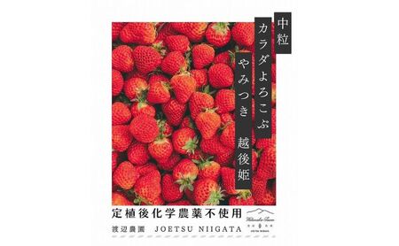 いちご 中粒 カラダよろこぶ やみつき 越後姫 約200g×2パック (18〜22粒入り) イチゴ 苺 上越市 新潟