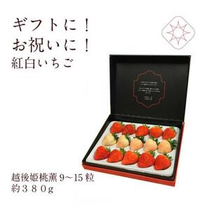 いちご 雪国完熟越後姫桃薫シングル(約380g)ギフト箱入り 食べ比べ セット イチゴ 苺 果物 フルーツ 新潟