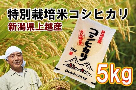 [先行販売]新潟県上越産特別栽培米コシヒカリ5kg[白米]令和6年度産