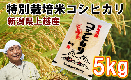 お米 新潟県上越産 特別栽培米 コシヒカリ 5kg 令和7年産 こしひかり 米 こめ おすすめ ふるさと納税 新潟 新潟県産 にいがた 上越 上越産