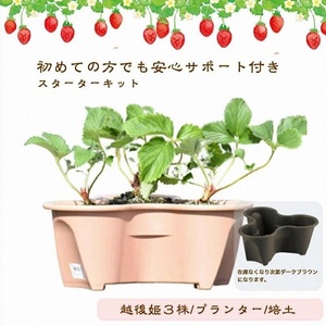 いちご 越後姫栽培キット 3株 越後姫 栽培キット 苺 栽培 プランター 植物 プラント