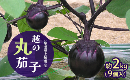 [先行予約 7月上旬より順次出荷]新潟県上越市産 茄子の大トロ 越の丸茄子2kg詰め(9個入)ナス 丸茄子 野菜 新潟 上越