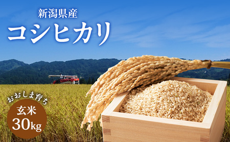 [先行予約 11月上旬より順次出荷]令和7年度産 新潟県上越市産 新潟県産コシヒカリ玄米 おおしま育ち 玄米30kg入