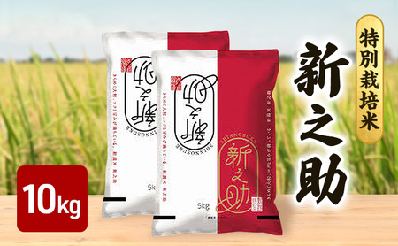 [10月上旬より順次出荷]令和7年産 特別栽培米 新之助 白米 10kg (5kg×2袋)お米 精米 白米 米 ご飯 ごはん おにぎり 新潟県産 上越産 新潟県 上越市