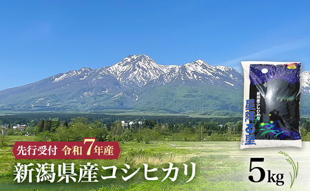 [先行予約 令和7年産 コシヒカリ]10月中旬より順次発送 新潟県産コシヒカリ 5kg 上越市 米 こめ コメ お取り寄せ