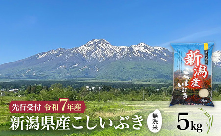 [先行予約 令和7年産 | 無洗米 こしいぶき]10月中旬より順次発送 無洗米 新潟県産こしいぶき 5kg 上越市 米 こめ コメ お取り寄せ
