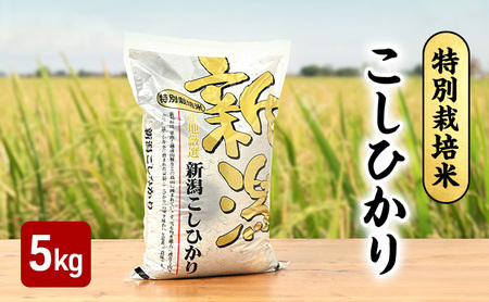 新米 令和7年 新潟県産コシヒカリ 特別栽培米 5kg 5キロ 上越市 三和区神田 富永農産 有機肥料 自家製たい肥を使用し米つくり 送料無料