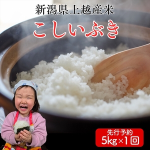 令和8年産 先行予約 上越市産こしいぶき 5kg 新米 精米 新潟 米 新潟県 こしいぶき 限定 おすすめ 米ヴィレッジさんわ