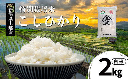 令和7年産 新潟県上越産「 特別栽培米 コシヒカリ 」 白米 2kg 内山農産 こしひかり お米 こめ おすすめ 新潟県産 にいがた 上越