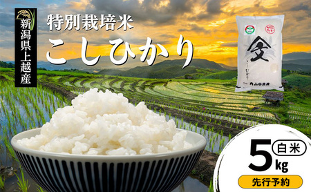 先行予約 令和8年産 新潟県上越産「 特別栽培米 コシヒカリ 」 白米 5kg 内山農産 こしひかり お米 こめ おすすめ  新潟県産 にいがた 上越