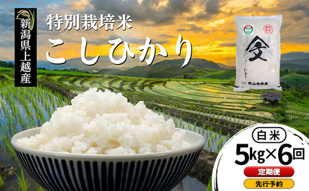 先行予約 定期便 令和8年産 新潟県上越産「 特別栽培米 コシヒカリ 」 白米 5kg×6回配送 内山農産 こしひかり お米 こめ おすすめ  新潟県産 にいがた 上越