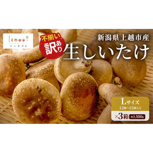 不揃い 訳あり 肉厚 新潟県上越市産 生しいたけ シイタケ 椎茸 約500g ×3箱（計約1.5kg） 秋山農場グリーンプロジェクト
