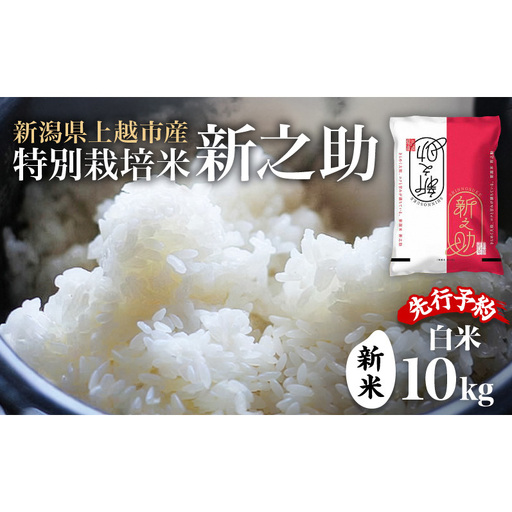 先行予約 令和8年 新米 新潟県上越市産 特別栽培米 新之助 10kg (5kg×2袋)お米 コメ ふぁーむ大地