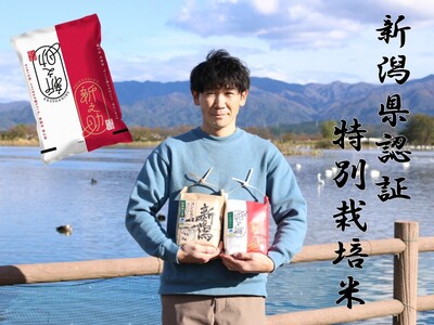 [令和6年産新米予約][新潟県認証米] 5kg 特別栽培米 新之助 阿賀野市産 丸山農園 10月中旬より順次発送予定 3F03011