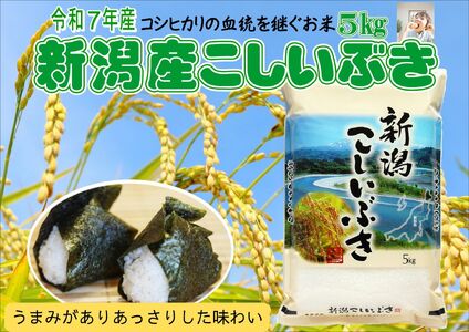 お米マイスターいち押し!![令和7年産]新潟産こしいぶき 5kg コシヒカリの美味しさを受け継ぐ 白米 精米 コシヒカリ系 早生品種 米 ごはん ライス ブランド米 お米マイスター 井上米穀店 1I28013