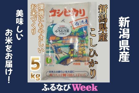 [令和7年産]阿賀野市 ささかみ産 こしひかり 「ゆうきの里のお米」 5kg 新潟コンバイン 白米 精米 新潟県 コシヒカリ コシ 米 お米 ごはん ご飯 3P03015 FN-Limited-WE