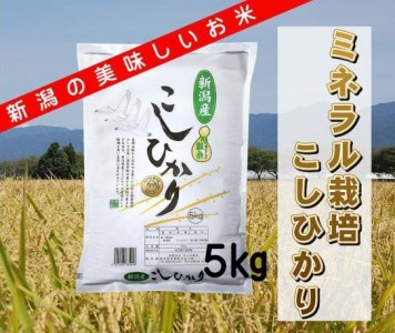 ミネラル栽培こしひかり 5kg 白米 精米 井上米穀店 1I01008