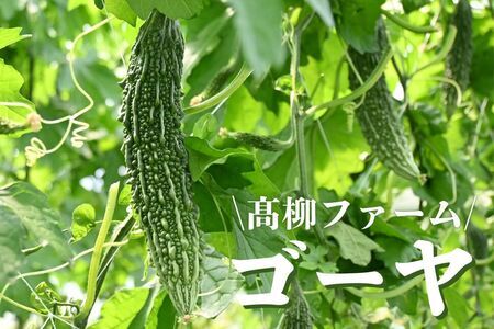 髙柳ファーム ゴーヤ