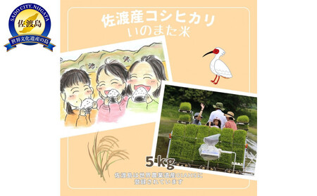 [先行予約]10月中旬以降発送 令和7年産コシヒカリ 精米(無洗米)5kg 農家直送 佐渡市いのまた米