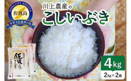 令和7年産 佐渡 川上農産のこしいぶき(2kg×2)