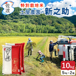 佐渡島産新之助 白米10Kg(5Kg×2袋) 土屋農園 特別栽培米 令和7年産[食の宝島佐渡]