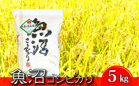 ߘa7NY RVqJ R[āiāj5kg×1 