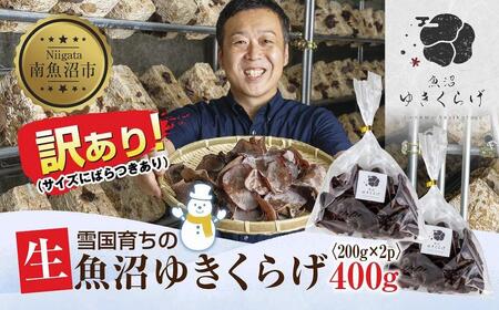 訳あり 国産 生 きくらげ 200g×2袋 計400g 小分け 規格外 訳アリ 栄養豊富 無農薬 無添加 オーガニック 自家栽培 雪国 魚沼ゆきくらげ キクラゲ 木耳 きのこ キノコ ビタミンD 健康 食品 食物繊維 菌床 歯ごたえ 食感 高品質 送料無料 新潟県 南魚沼市