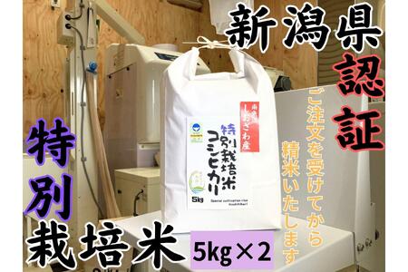 SS̐V싛Yʍ͔|ăRVqJ@10kg@VF