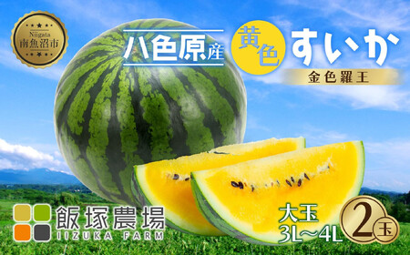 【先行受付】 八色原産 金色羅王 3～4L 2玉 スイカ 大玉 黄色 すいか 西瓜 果物 フルーツ 旬 希少 貴重 甘い 国産 産地直送 ギフト 贈答 自家用 常温 お取り寄せ 送料無料 飯塚農場 新潟県 南魚沼市