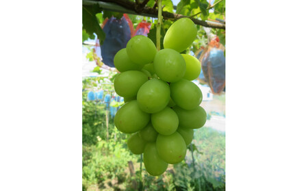 �y2026�N��s�\��z�싛���s�Y �V���C���}�X�J�b�g2�`3�[�@(1�����ȏ�j