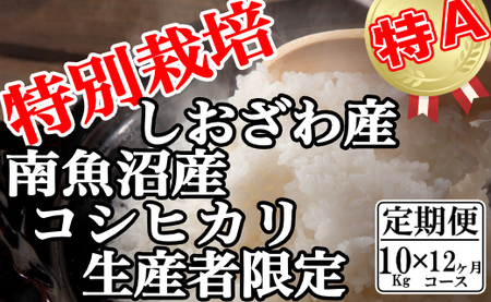 yߘa7NYzyցF10Kg×12zʍ͔| YҌ 싛YRVqJy2025N10{菇\z