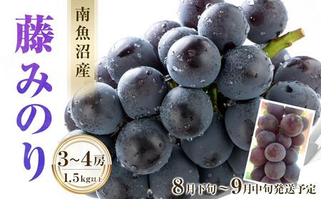 [2025年先行予約]南魚沼産 藤みのり3〜4房(1.5kg以上)