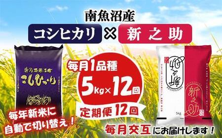 E-12交互定期便】南魚沼産コシヒカリ・新之助5kg×12回-