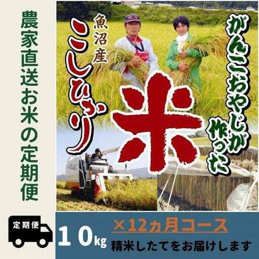 【令和７年産】12か月定期便　がんこおやじが作った南魚沼産コシヒカリ白米１０kg（５kg×２袋）【定期便 銘柄米 ブランド米 精米 こしひかり コシヒカリ 魚沼産 新潟米 産地直送 お米 米 こめ コメ ご飯 御飯 ごはん】