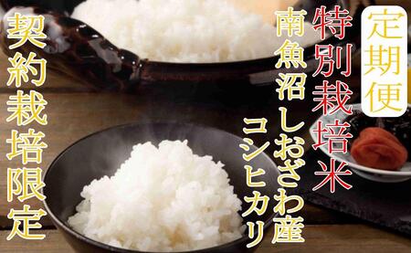 yߘa7NYzցF10Kg×12ʍ͔| YҌ  싛YRVqJy2025N10{菇\z
