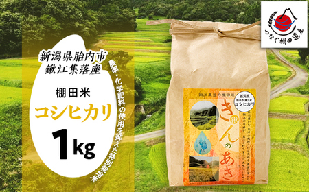 棚田米きんのあき1kg 新潟県胎内市鍬江集落産 コシヒカリ 特別栽培米