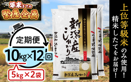 31-K10ZBy2026N2JnzVYRVqJ10kgi5kg×2܁jy12A͂z